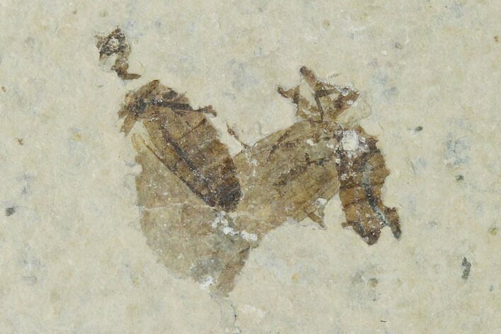 Two Partial Fossil March Flies (Plecia) - Green River Formation #138497